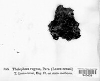 Stereum rugosum image